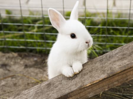 Are rabbits rodents?, Charlotte Vets