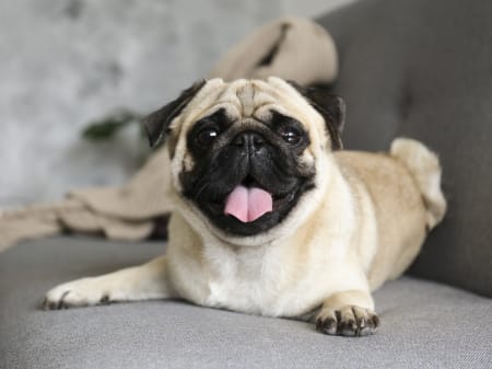 Pug with mouth open 