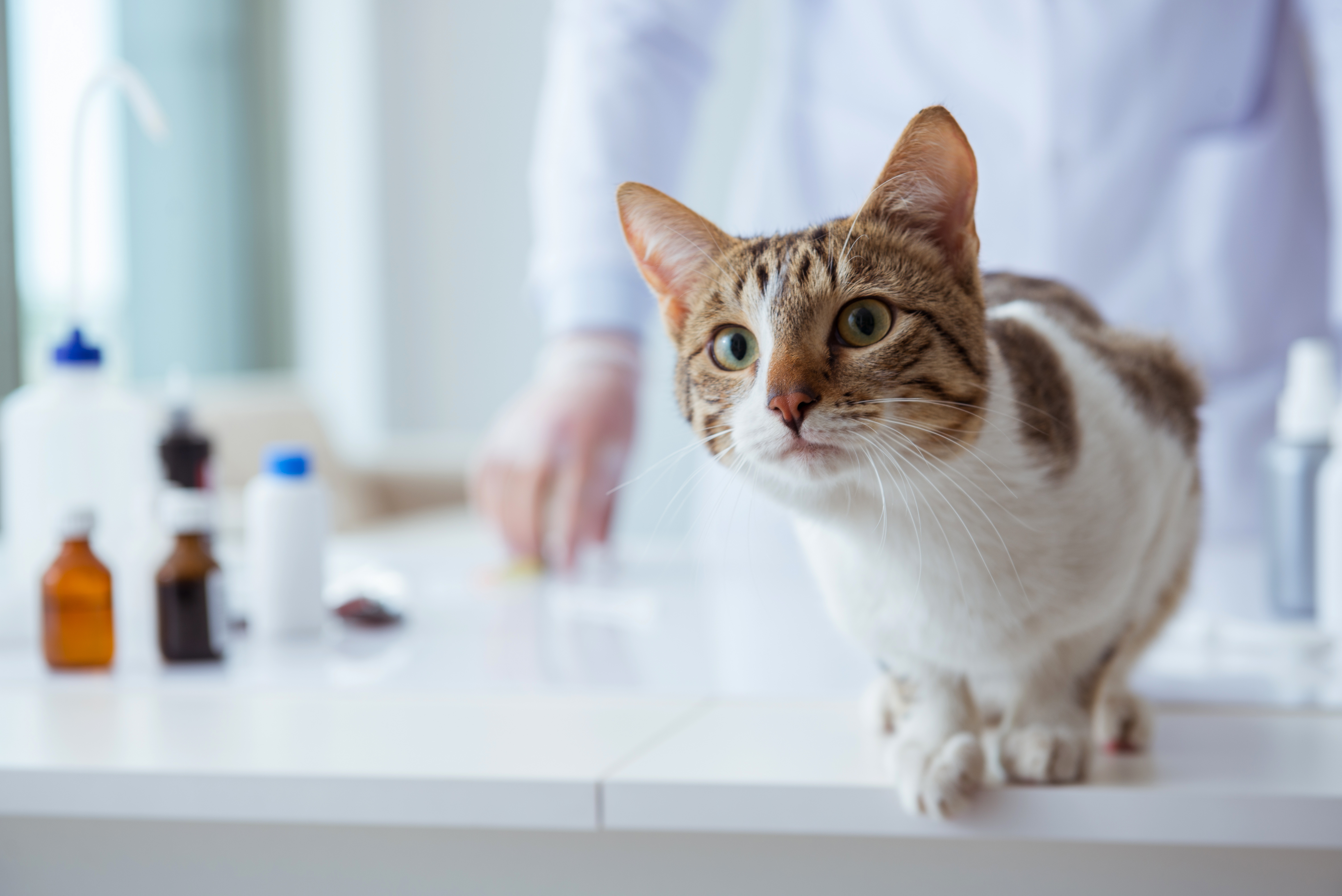 Why should my pet have a fecal exam