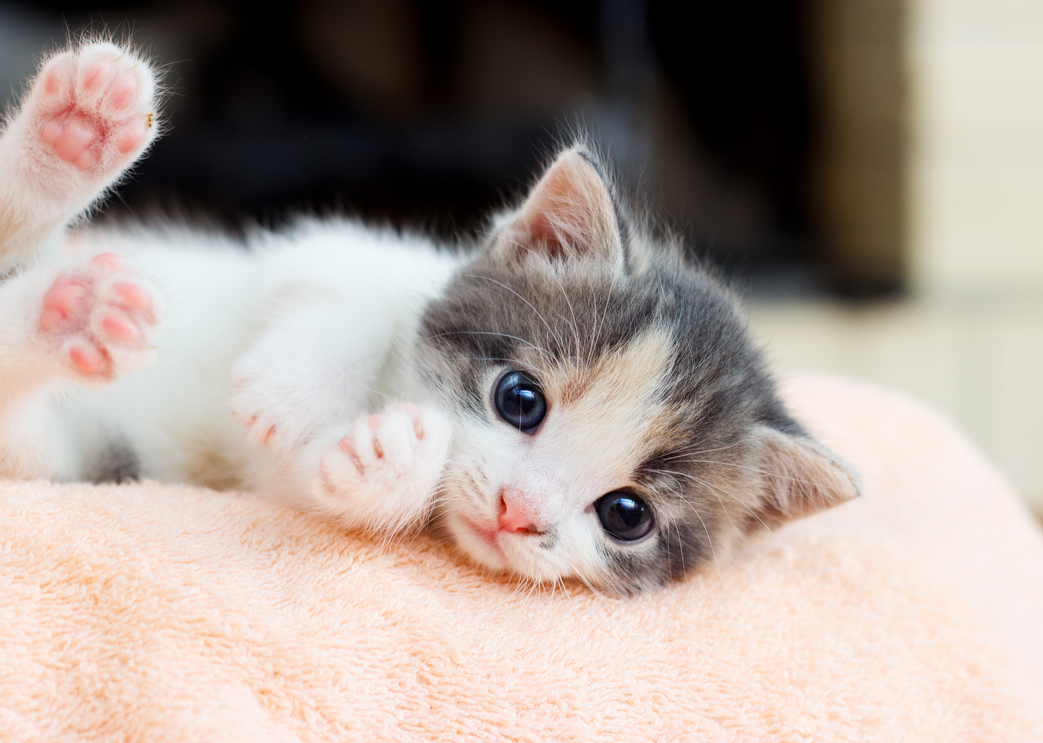 Why you should have a cat on Twitter Cute baby cats, Baby cats, Cute cats