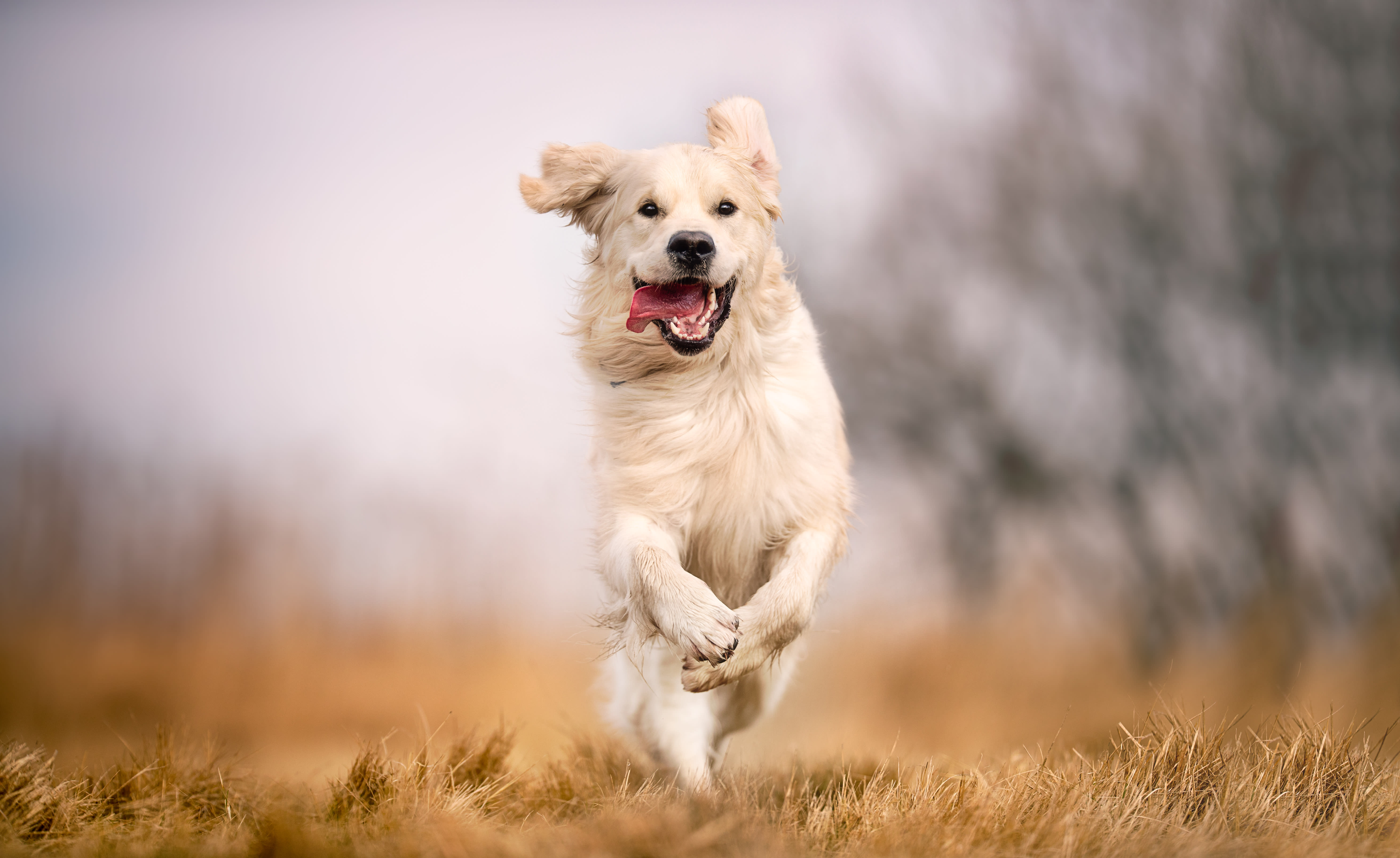 Golden retriever running through a field 