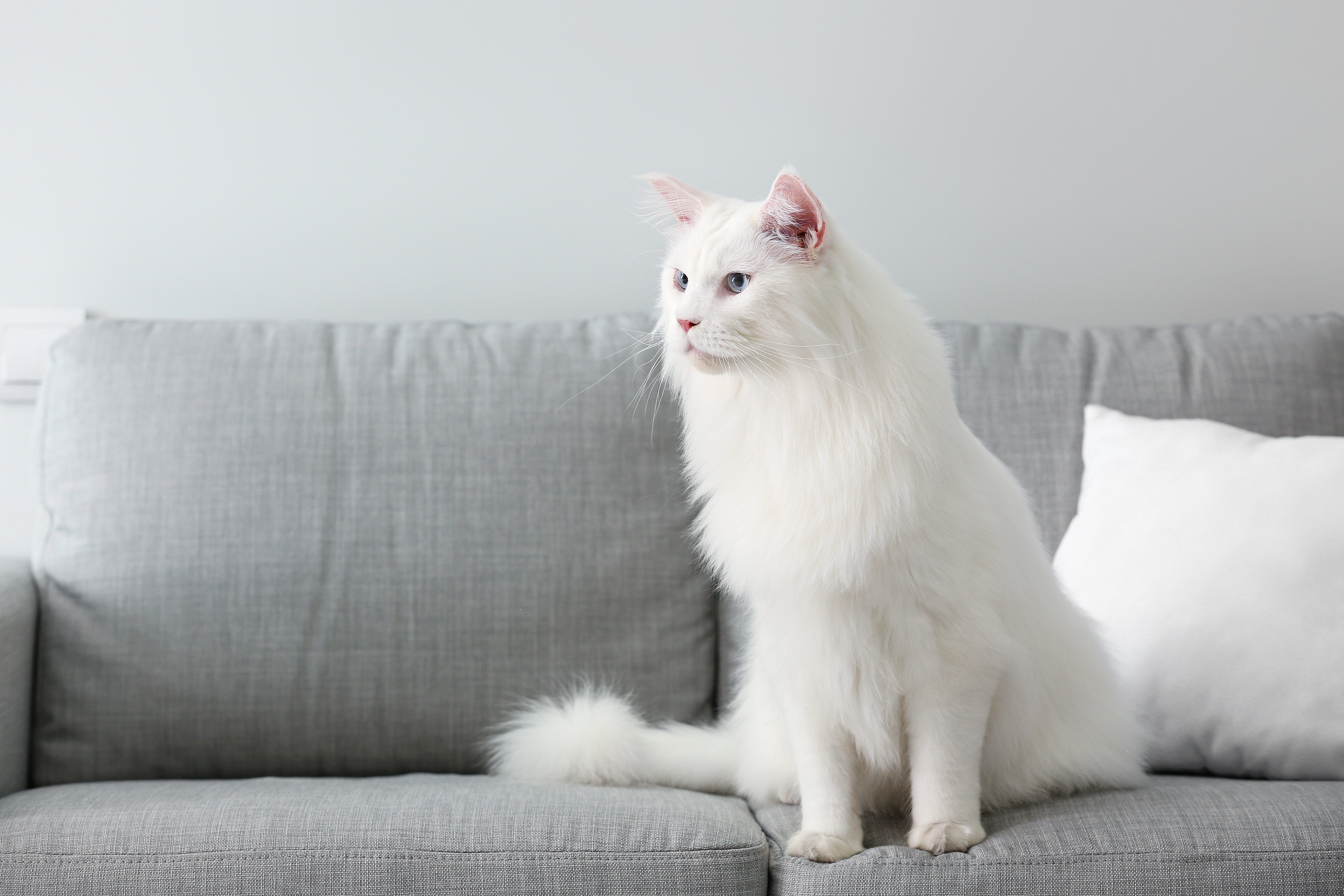 Getting Your Cat Fixed: What You Need To Know | Charlotte Vets