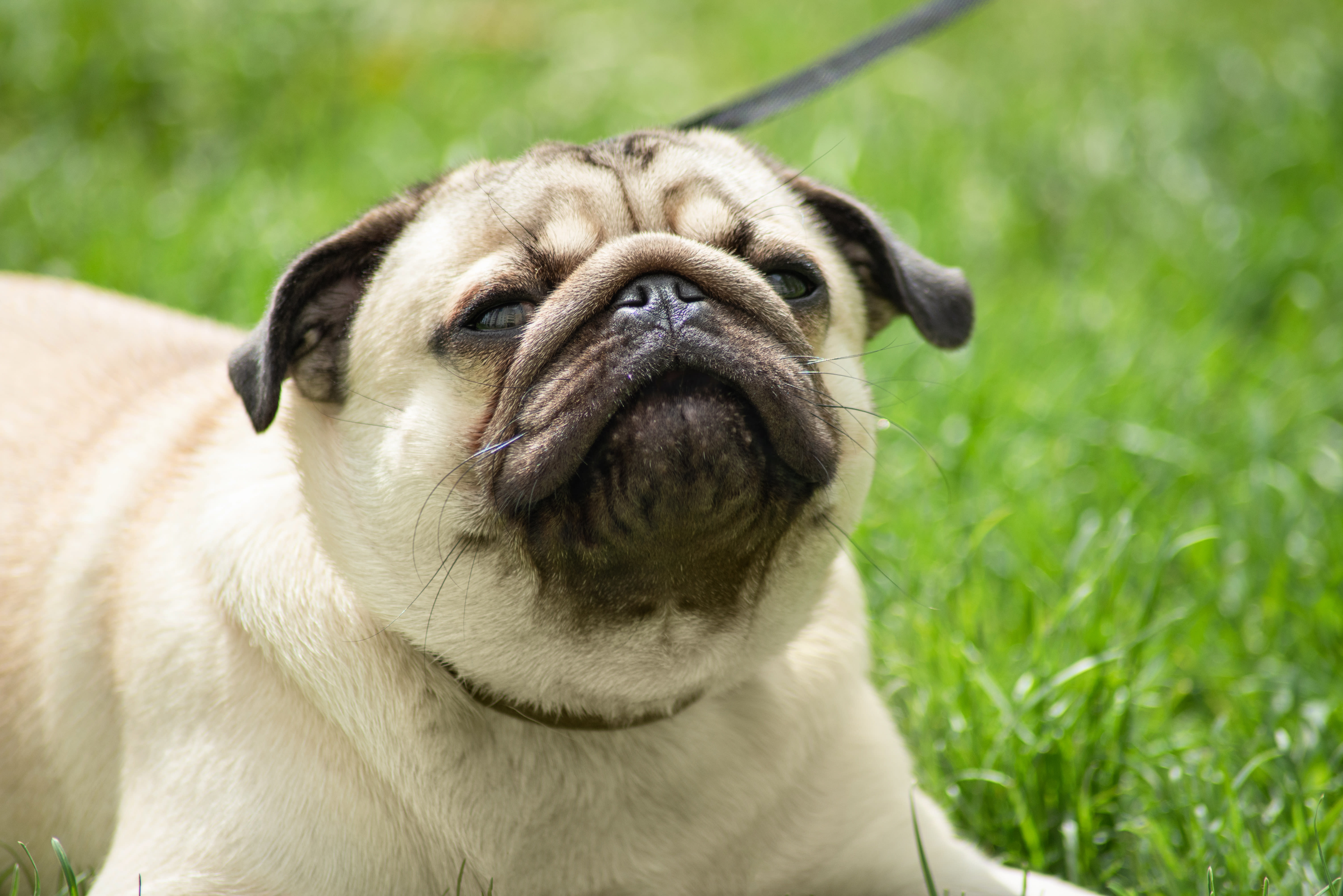 Reverse Sneeze in Dogs