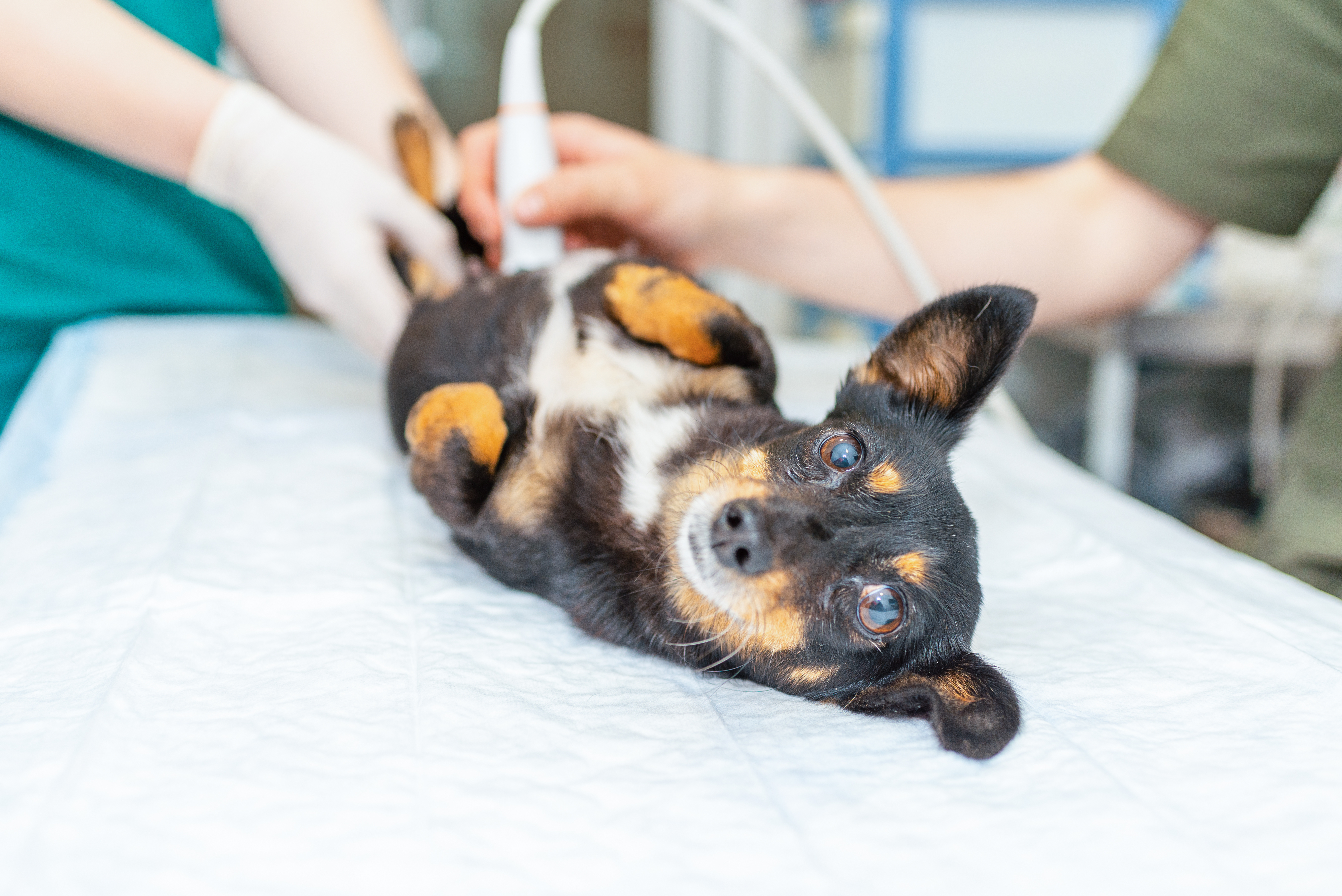 C-Sections in Dogs