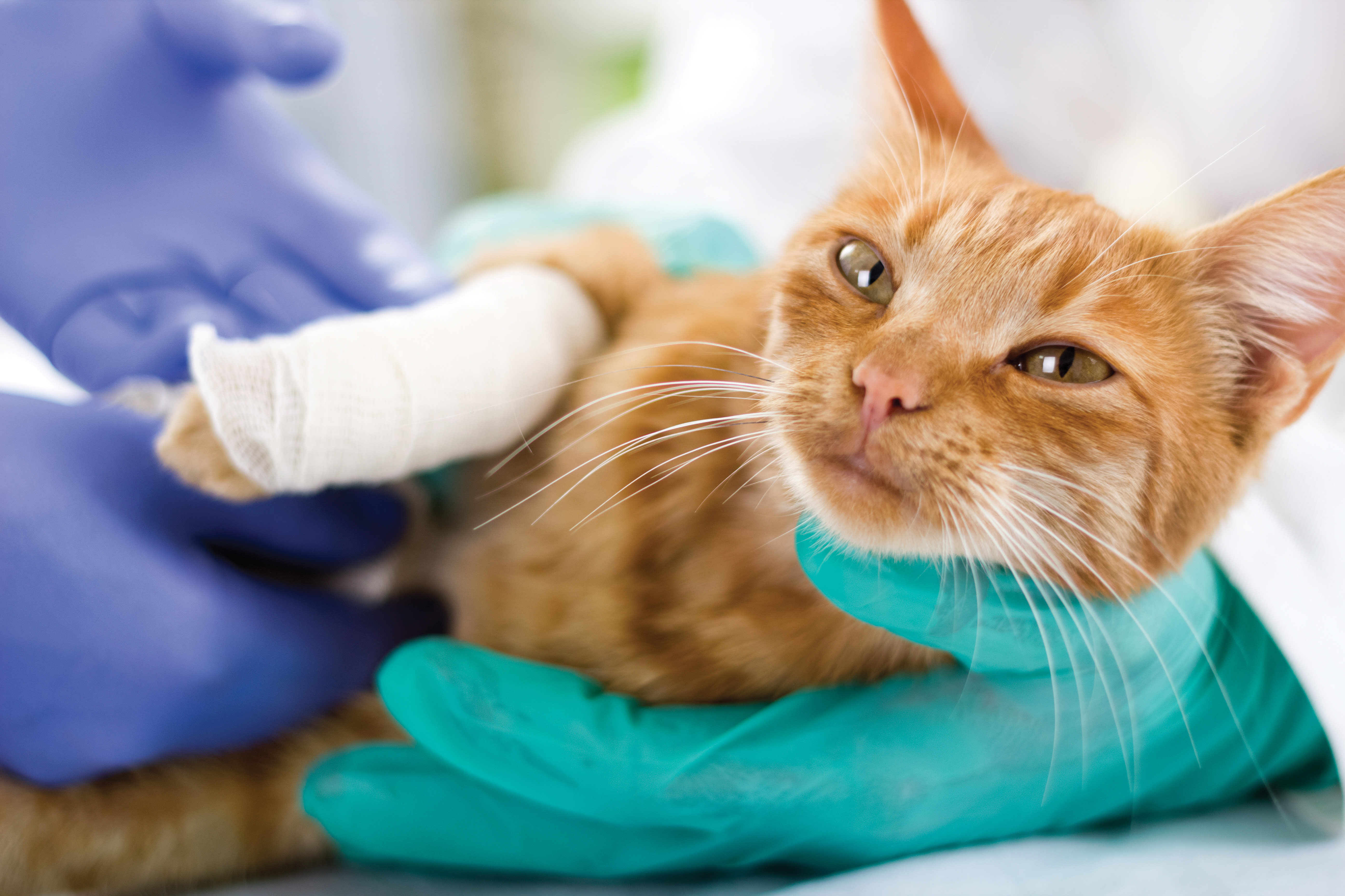 Orange cat with a bandaged paw being held by gloved hands