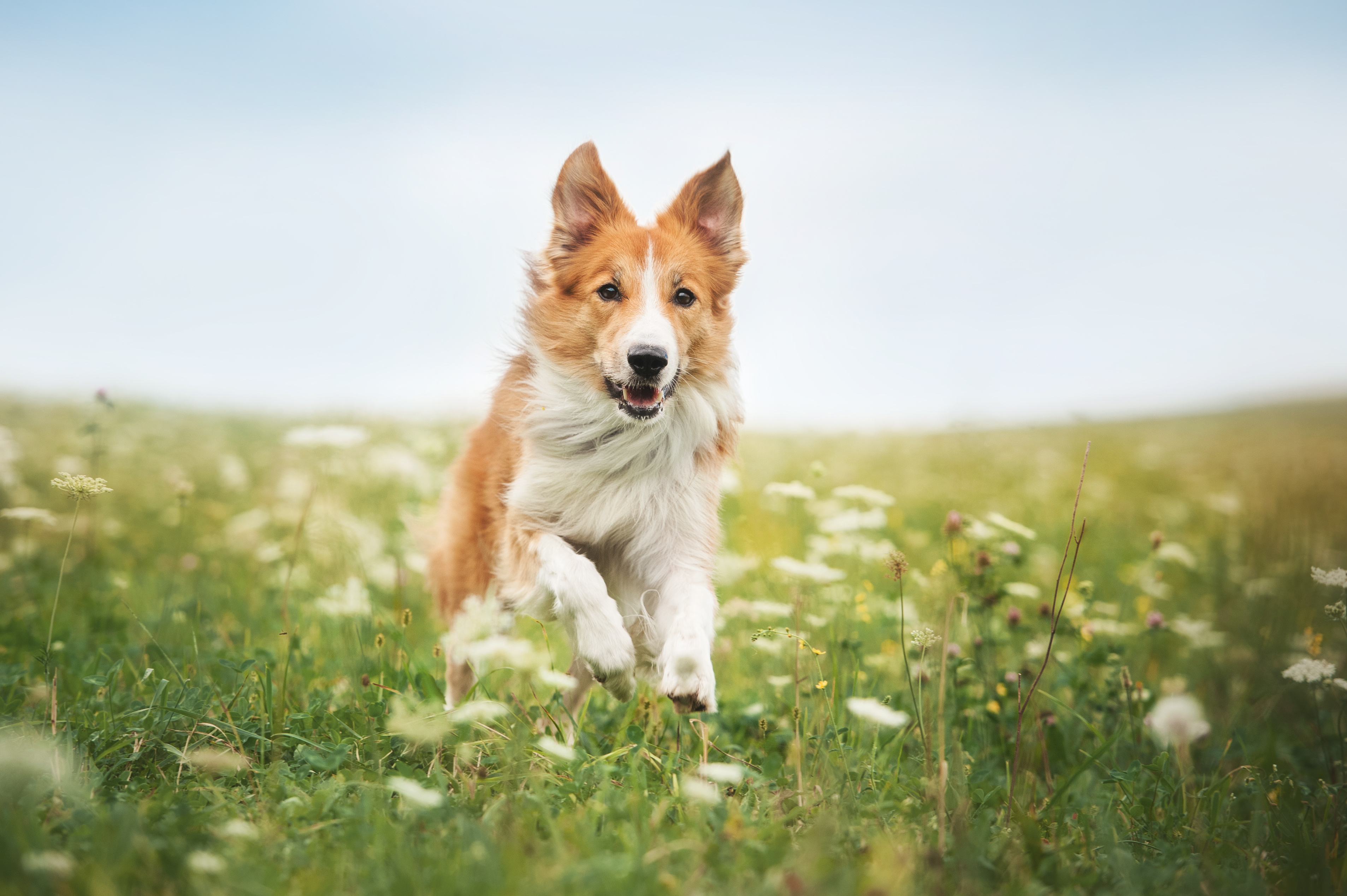 Kidney Failure in Dogs