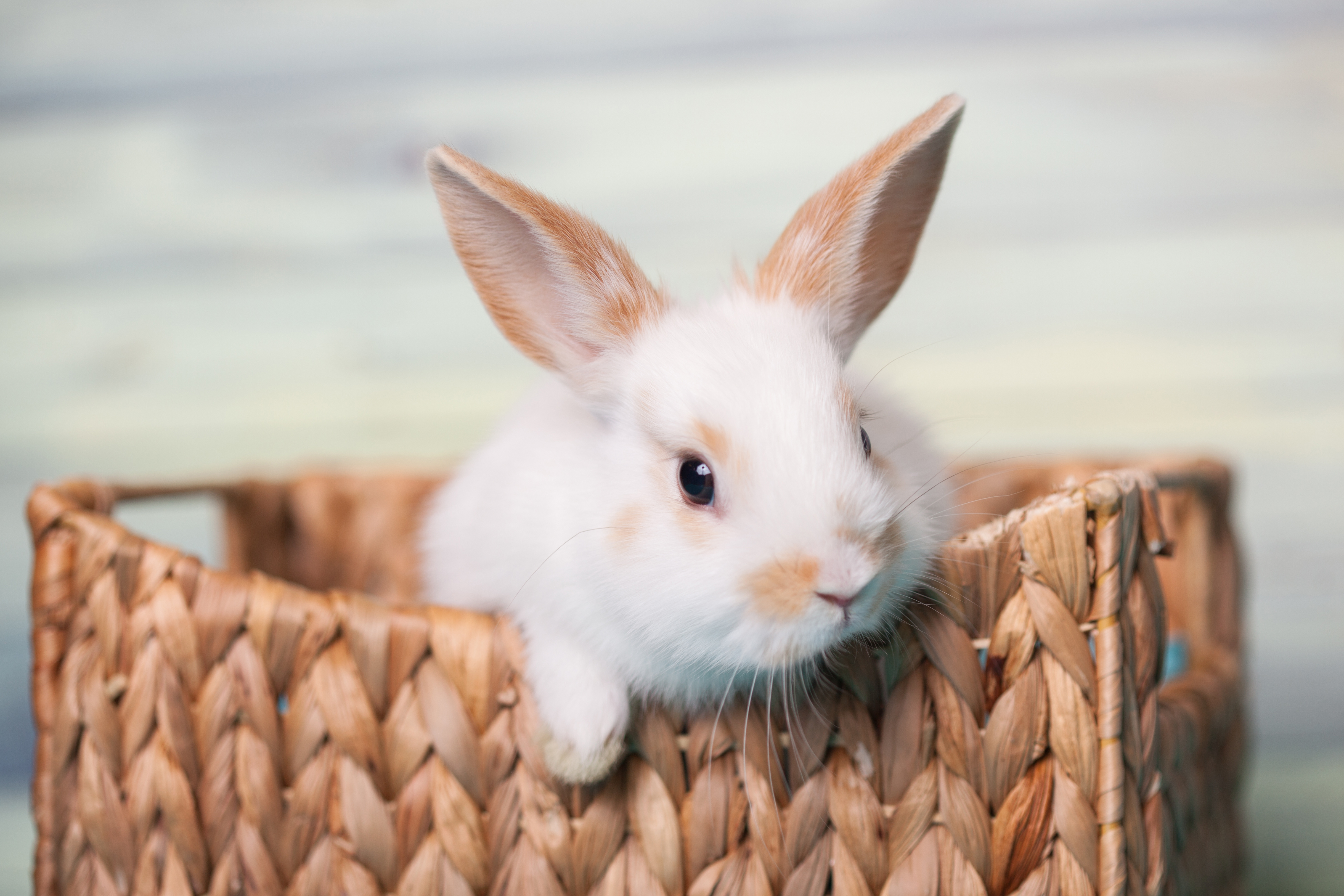 Bringing Your Rabbit To The Vet, Charlotte Vets