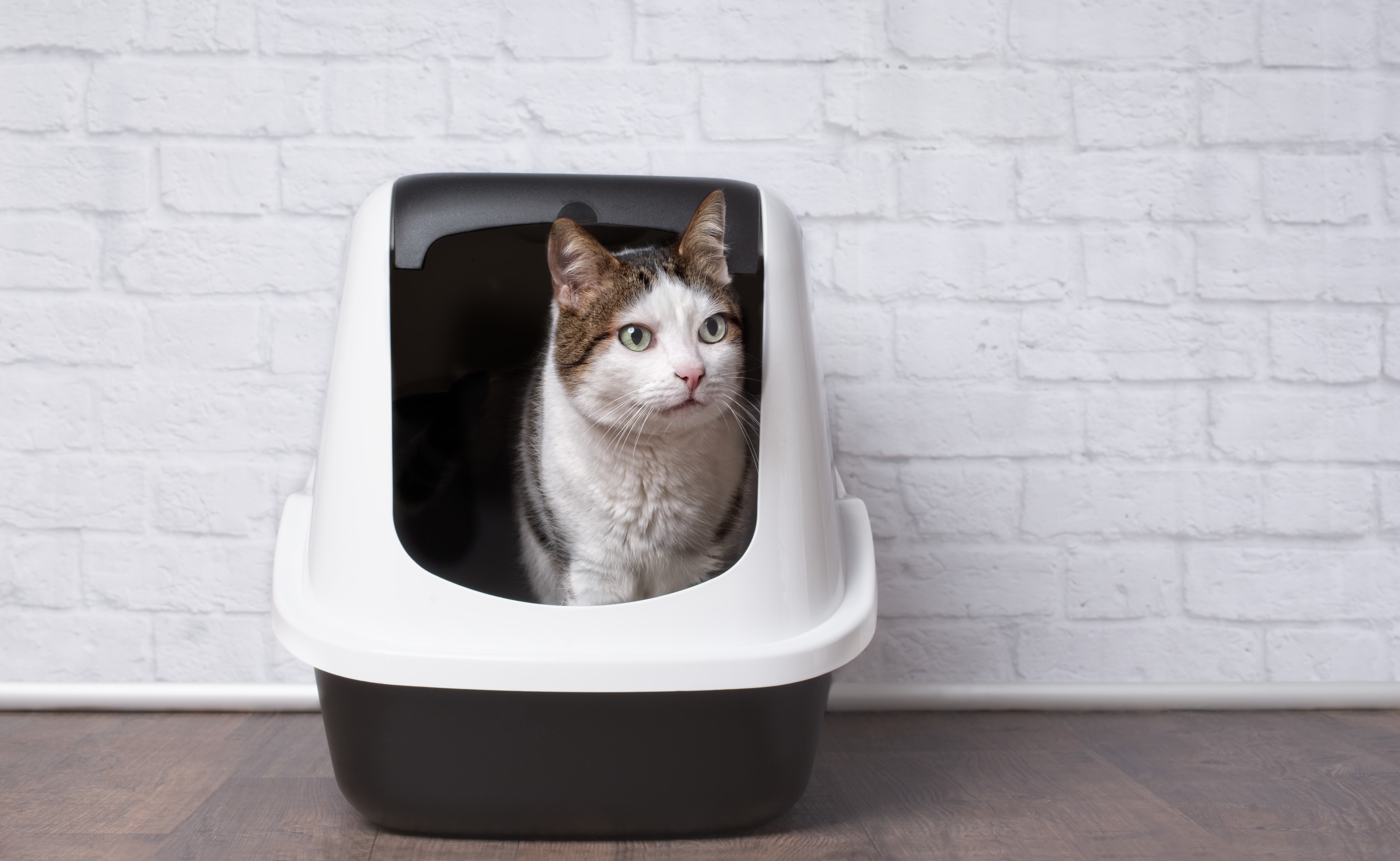 Mostly white cat standing in litter box looking out 