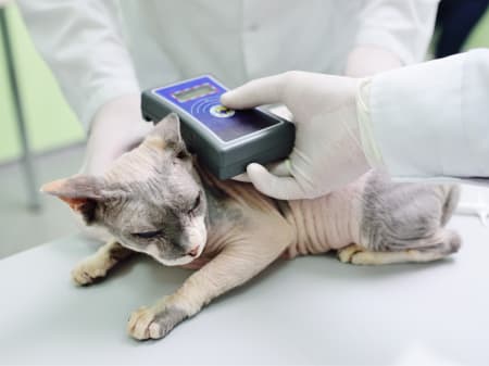 Sphynx cat on a vet table having its microchip scanned by a vet