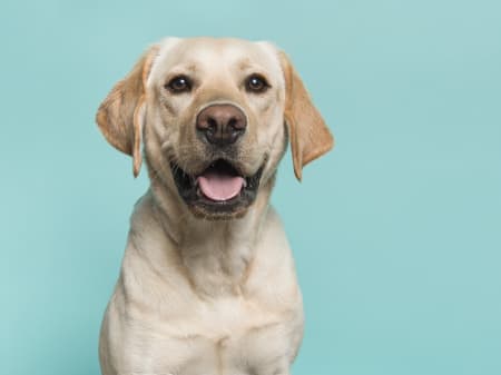 I think my dog is deals constipated what can i do