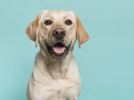 Constipated Dog, Charlotte Vets