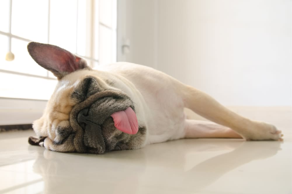 White French bulldog laying on a hardwood floor with eyes closed and tongue out 