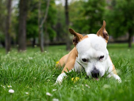 Dog eats grass throws up hotsell