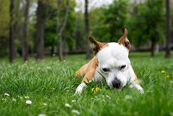 Is eating grass safe for dogs