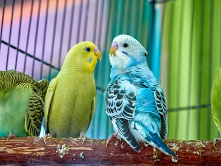 Vet Care For Exotic Pets | Providence Animal Hospital