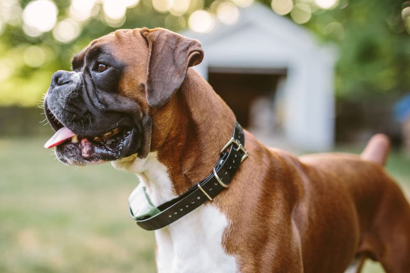 Brown boxer dog with white chest standing in grass