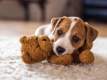 Must Have Items You Need Before Bringing Home a Puppy