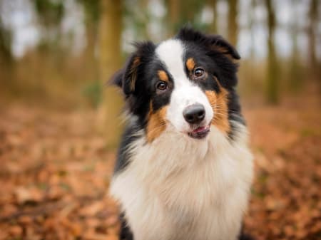 how can i tell if my dog has bladder stones