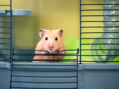 Different Types of Hamsters for Pets