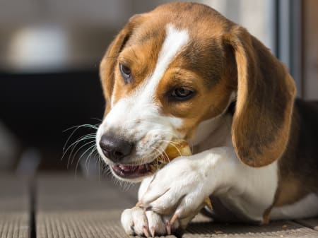 Dog chews for teeth outlet