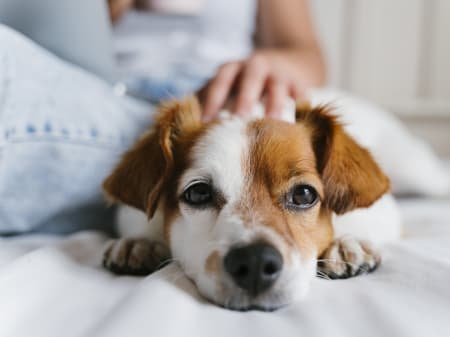 are dog skin infections contagious to other dogs