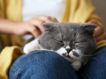 Hypothyroidism in Cats, Charlotte Vets