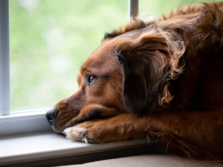 Anemia in dogs