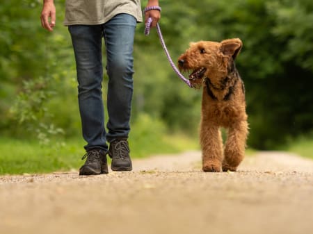 Symptoms of lyme disease in dogs and treatment clearance