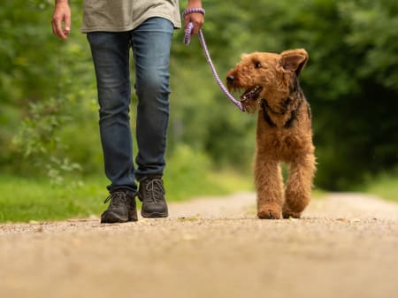 Lyme Disease in Dogs, Charlotte Vets