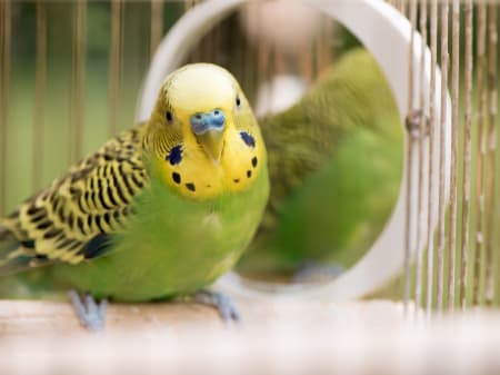 Pet birds to consider, Charlotte vets