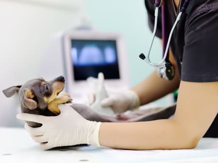Ultrasounds for Cats & Dogs, Charlotte Vets