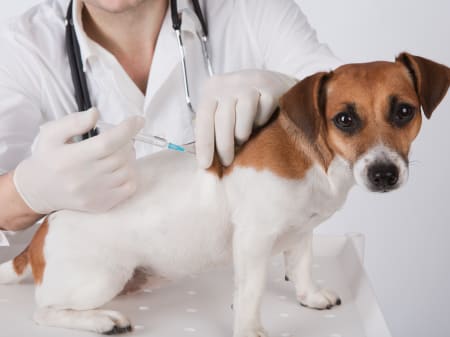 how long after 2nd vaccination can puppy