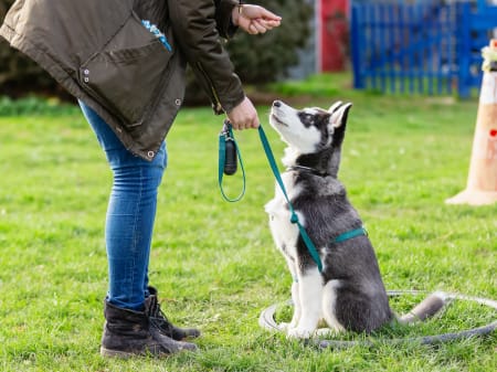 Dog and Owner