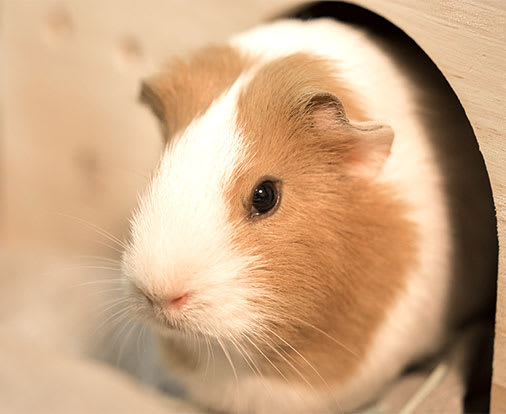 vets near me that take guinea pigs