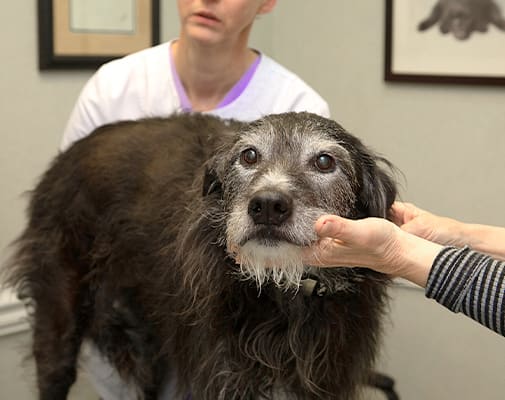 Geriatric Pet Care in Charlotte