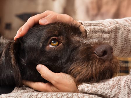 Hepatitis in dogs