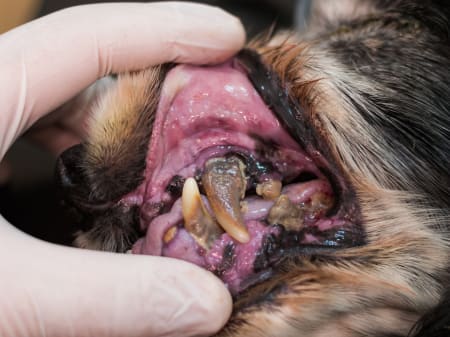 what can i give my dog for gum disease