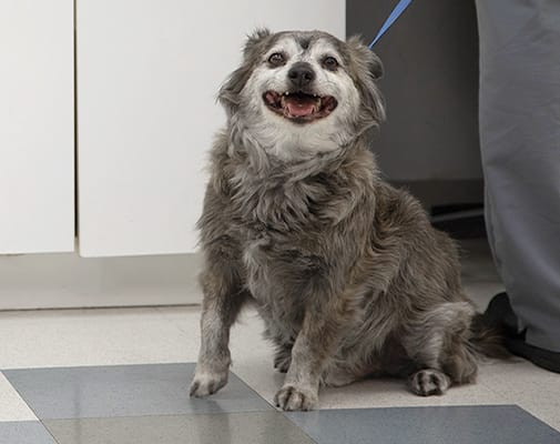 Soft Tissue Surgery | Providence Animal Hospital | Charlotte & Waxhaw Veterinarian