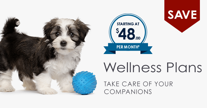 Wellness Plans | Providence Animal Hospital | Charlotte & Waxhaw Veterinarian