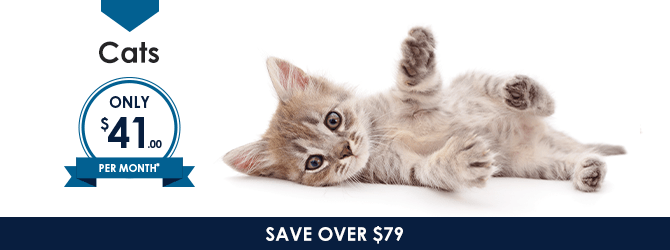 Cats | Providence Animal Hospital | Charlotte & Waxhaw Veterinarian