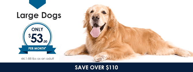 Large Dogs | Providence Animal Hospital | Charlotte & Waxhaw Veterinarian