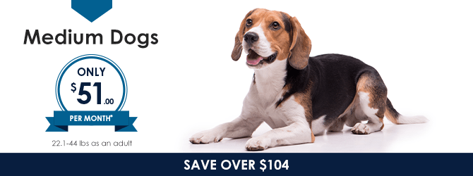 Medium Dogs | Providence Animal Hospital | Charlotte & Waxhaw Veterinarian