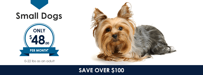 Small Dogs | Providence Animal Hospital | Charlotte & Waxhaw Veterinarian